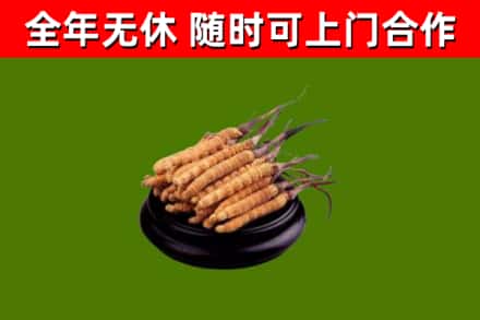 吕梁市回收冬虫夏草