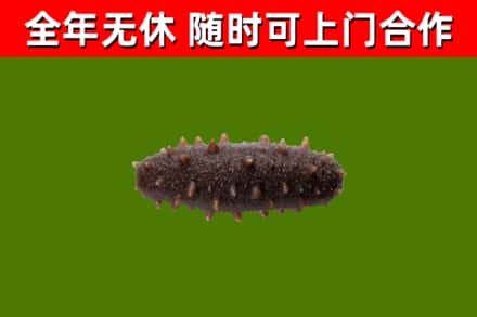 吕梁市回收海参干